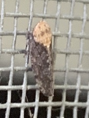 Paraphlepsius fulvidorsum