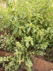 Amaranthus spinosus