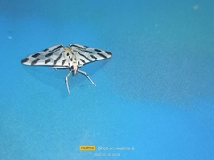 Pycnarmon jaguaralis