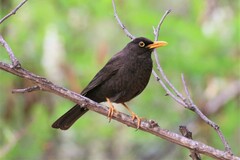 Turdus chiguanco