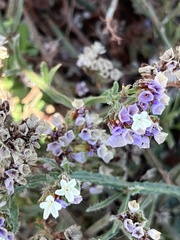 Limonium sinuatum