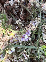 Limonium sinuatum