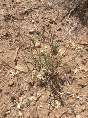 Eriastrum sparsiflorum