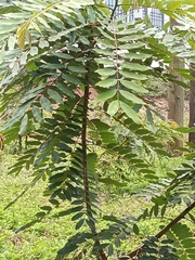Brownea grandiceps