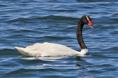 Cygnus melancoryphus