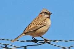Zonotrichia capensis