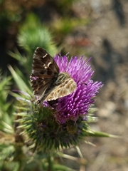 Muschampia