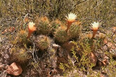 Trichocereus candicans
