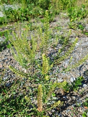 Lepidium