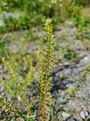 Lepidium