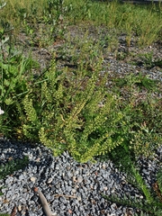Lepidium