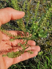 Lepidium
