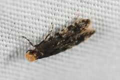 Homosetia marginimaculella