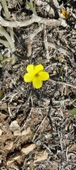 Oxalis burtoniae