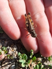 Dociostaurus brevicollis