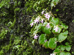 Impatiens acaulis