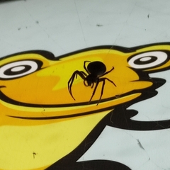 Larinioides sclopetarius