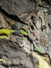 Physalaemus albonotatus