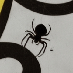 Larinioides sclopetarius