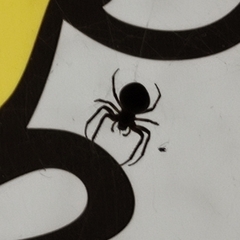 Larinioides sclopetarius