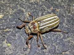 Polyphylla crinita