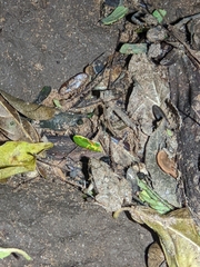 Physalaemus albonotatus