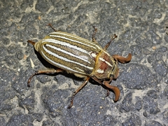 Polyphylla crinita