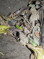 Physalaemus albonotatus