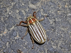 Polyphylla crinita