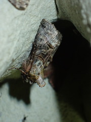 Abrostola tripartita