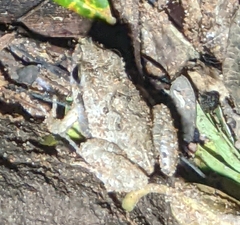 Physalaemus albonotatus