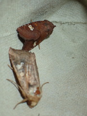 Amphipoea oculea
