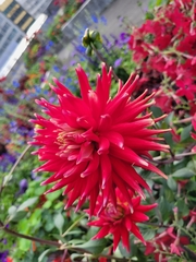 Dahlia pinnata