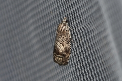 Ofatulena duodecemstriata