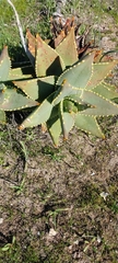 Aloe distans