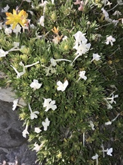 Phlox pulvinata
