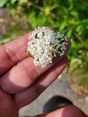 Achillea millefolium