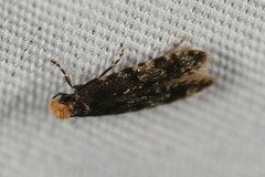 Homosetia marginimaculella