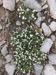 Phlox pulvinata