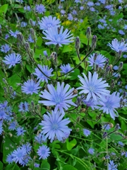 Cicerbita macrophylla
