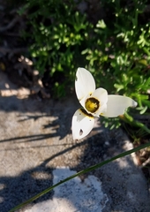 Romulea barkerae