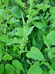 Cicerbita macrophylla