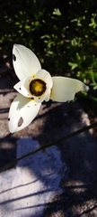 Romulea barkerae