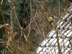 Parus major