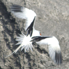 Phaethon lepturus catesbyi