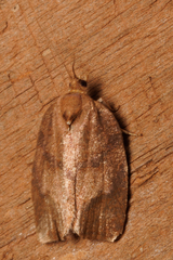 Argyrotaenia juglandana