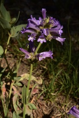 Penstemon heterodoxus heterodoxus