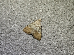 Hemeroplanis historialis