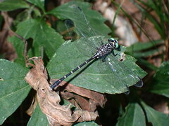 Stylogomphus sigmastylus