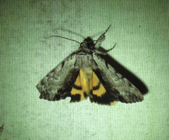 Catocala gracilis
